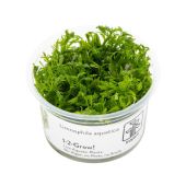 Limnophila aquatica 1-2-GROW!