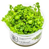 Hygrophila serpyllum 1-2-GROW