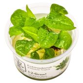 Echinodorus grisebachii 'Tropica' 1-2-GROW