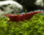 Neocaridina davidi sakura