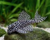 Hypancistrus sp. L136