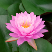 Nymphaea Natura Fabiola Pink - vesiroos