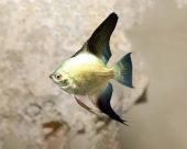 Pterophyllum scalare - Green seal point L