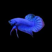 Betta sp. Alien blue