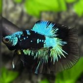 Betta halfmoon PAAR - Avatar Galaxy sinine