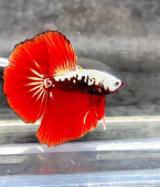 Betta halfmoon PAAR - punane Samurai