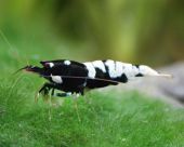 Caridina logemanni "pinto black A-S" 