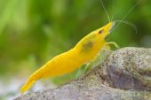Neocaridina davidi  "Yellow Golden Top"