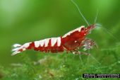Caridina logemanni "pinto red A-S" 