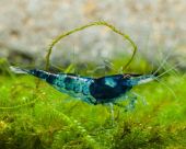 Neocaridina davidi Black&Blue Zebra
