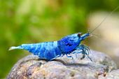 Caridina logemanni "blue bolt" 