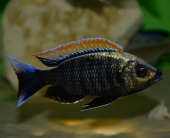 Copadichromis virginalis Fire crest