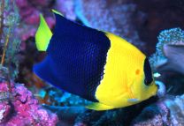 Centropyge bicolor