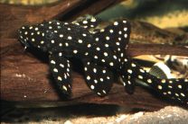 Acanthicus adonis 