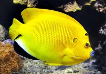 Apolemichthys trimaculatus