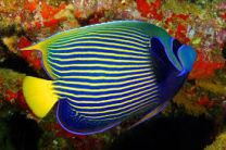 Pomacanthus imperator A