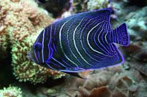 Pomacanthus semicirculatus J