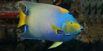 Holacanthus ciliaris