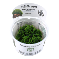 Monosolenium tenerum 1-2-GROW