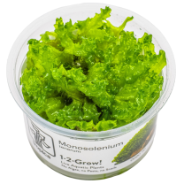 Monosolenium tenerum 1-2-GROW