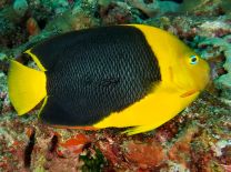 Holacanthus tricolor