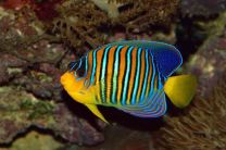 Pygoplites diacanthus