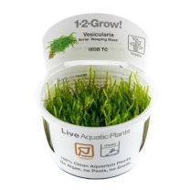 Vesicularia ferriei 'Weeping' 1-2-GROW