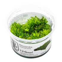 Riccardia chamedryfolia 1-2-GROW