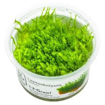 Leptodictyum riparium 1-2-GROW