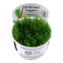 Taxiphyllum sp. 'Spiky' 1-2-GROW