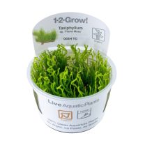 Taxiphyllum 'Flame' 1-2-GROW