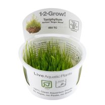 Taxiphyllum barbieri 1-2-GROW