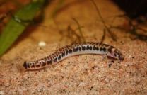 Pangio Shelfordii 
