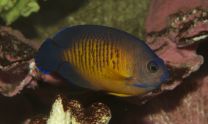 Centropyge multispinnis