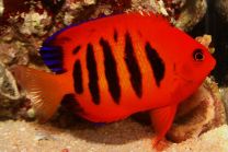 Centropyge loriculus