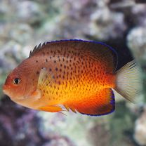 Centropyge ferrugatus