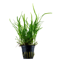 Microsorum ’Trident’
