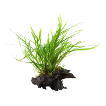 Microsorum ’Trident’ juurikal