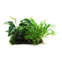 Microsorum "Duet" juurikal