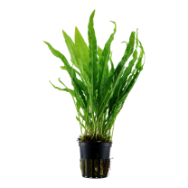 Microsorum pteropus pott