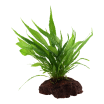Microsorum pteropus laavakivil