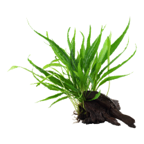 Microsorum pteropus juurikal M