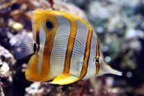 Chelmon rostratus 