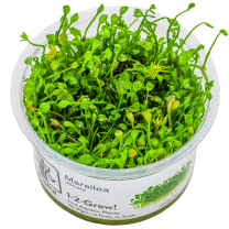 Marsilea minuta 1-2-GROW