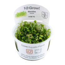 Marsilea minuta 1-2-GROW