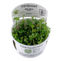 Marsilea hirsuta 1-2-GROW