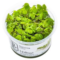Salvinia minima 1-2-GROW!