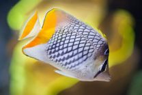 Chaetodon xanthurus