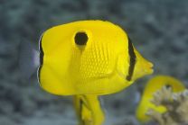 Chaetodon interruptus