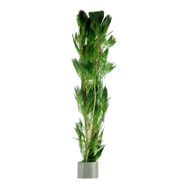 Cabomba aquatica